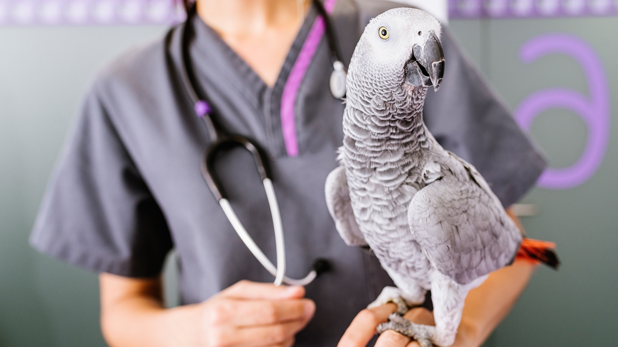kus-veterineri-02