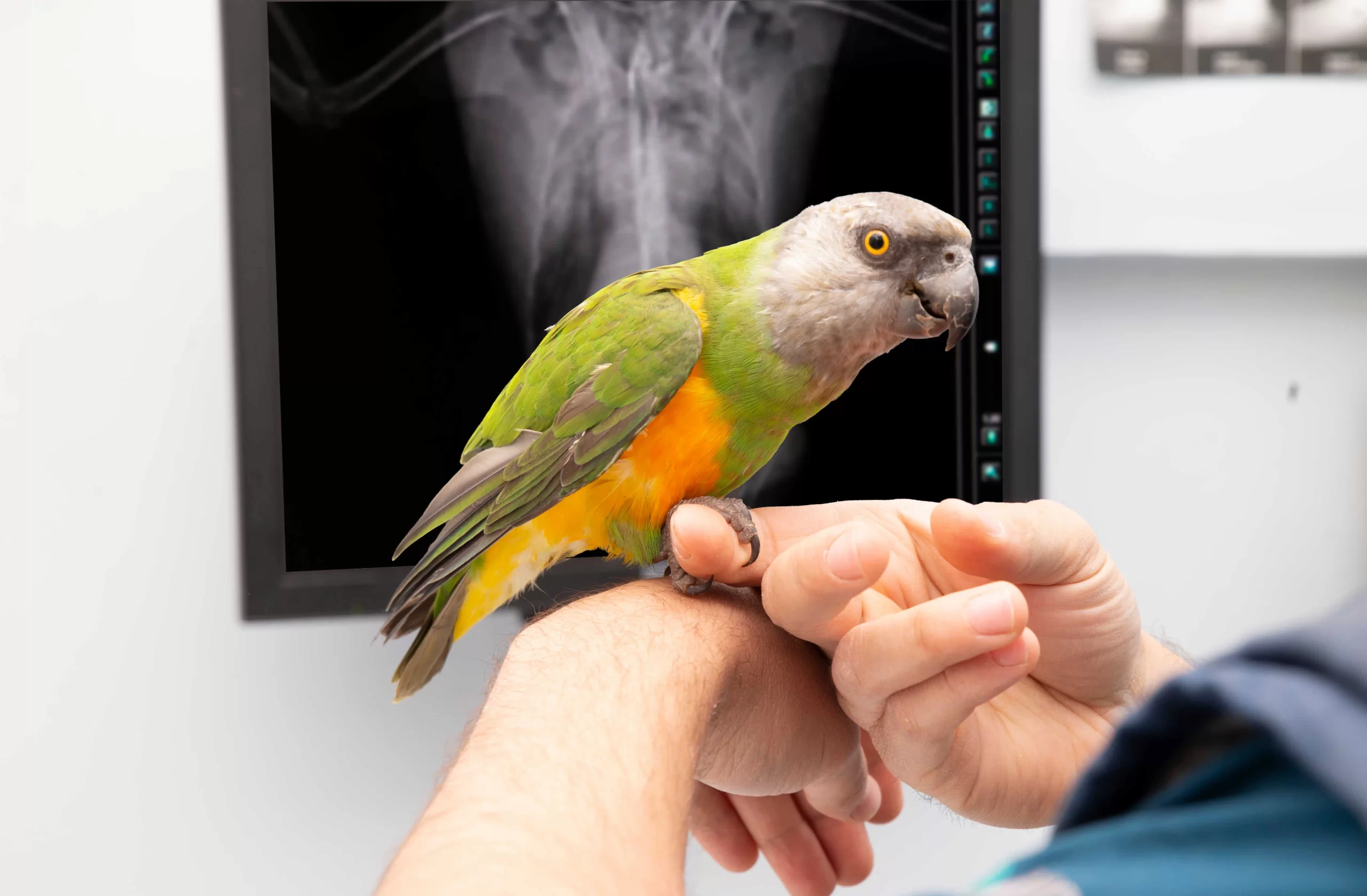 kus-veterineri-istanbul-3-scaled
